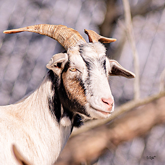 Donnie Quillen DQ174 - DQ174 - Brown Goat - 12x12 Goat, Farm Animal, Photography, Portrait from Penny Lane