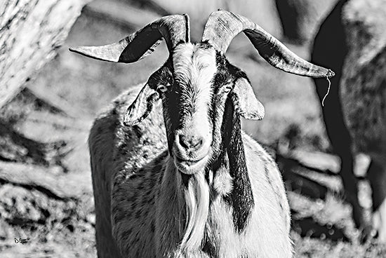 Donnie Quillen DQ175 - DQ175 - Bearded Goat - 18x12 Goat, Long Beard Goat, Farm Animal, Photography, Portrait from Penny Lane