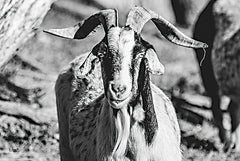 DQ175 - Bearded Goat - 18x12