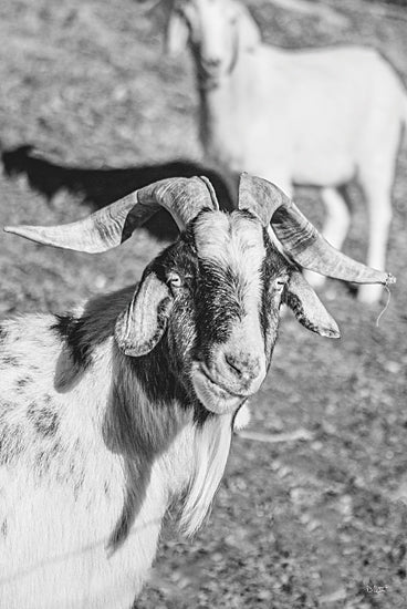 Donnie Quillen DQ176 - DQ176 - Eating Goat - 12x18 Goats, Photography, Black & White from Penny Lane