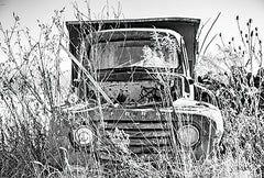 DQ185 - Truck in Wildflower Field - 16x12