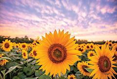 DQ187 - Sunflower Sunset - 16x12