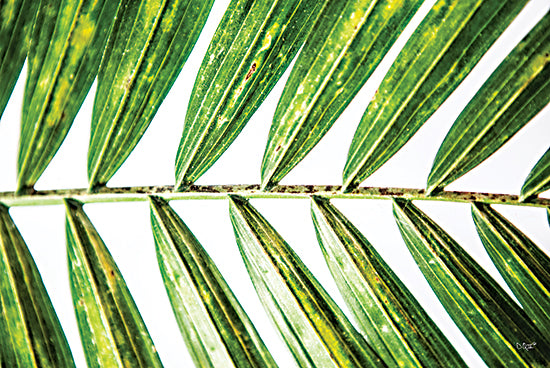 Donnie Quillen DQ201 - DQ201 - Leaf Study I - 18x12 Leaf, Close up, Tropical, Photography from Penny Lane