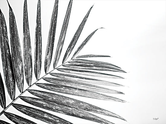 Donnie Quillen DQ206 - DQ206 - Leaf Study VI - 18x12 Leaf, Close up, Black & White, Photography from Penny Lane