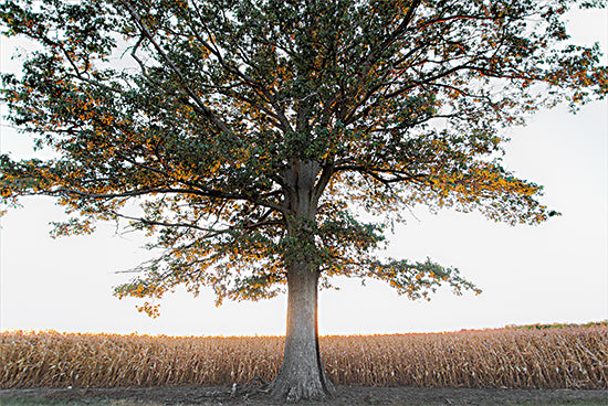 Donnie Quillen DQ224 - DQ224 - Cornfield at Sunset - 18x12 Corfield, Sunset, Farm, Harvest, Tree, Photography from Penny Lane