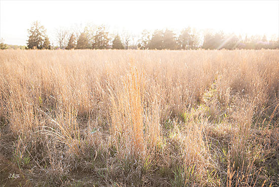 Donnie Quillen DQ230 - DQ230 - Bright Sun Haze III - 18x12 Photography, Weeds, Field, Sunshine, Landscape from Penny Lane