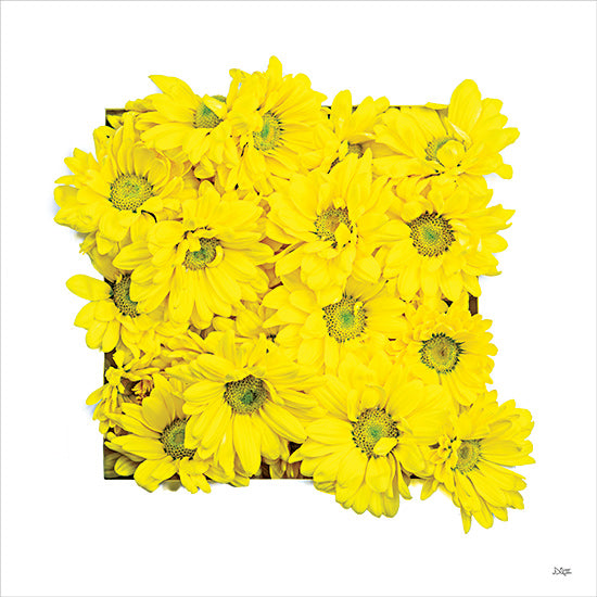 Donnie Quillen DQ235 - DQ235 - Floral Pop II - 12x12 Mums, Yellow Mums, Fall, Autumn, Flowers, Photography from Penny Lane