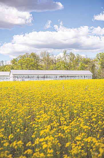 Donnie Quillen DQ240 - DQ240 - Field of Yellow I - 12x18 Photography, Flowers, Wildflowers, Yellow Flowers, Barn, Farm, Field from Penny Lane