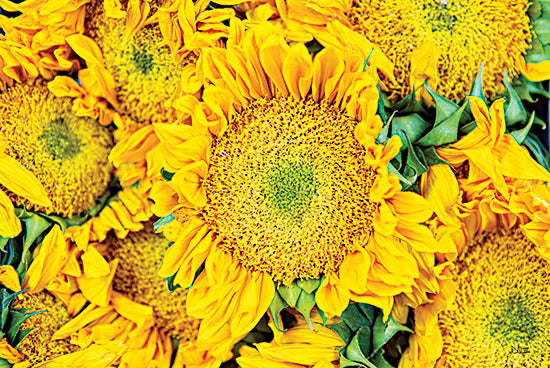 Donnie Quillen DQ244 - DQ244 - Sunflower Summer - 18x12 Sunflowers, Flowers, Photography, Summer, Bouquet, Blooms, Botanical from Penny Lane