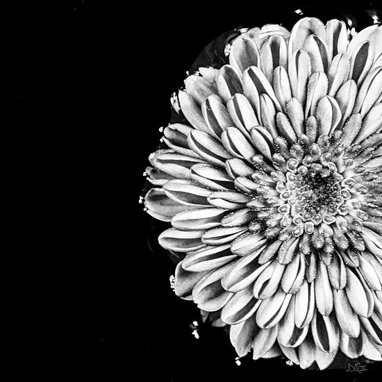 Donnie Quillen DQ248 - DQ248 - Black and White Love II - 12x12 Photography, Flower, Black & White from Penny Lane