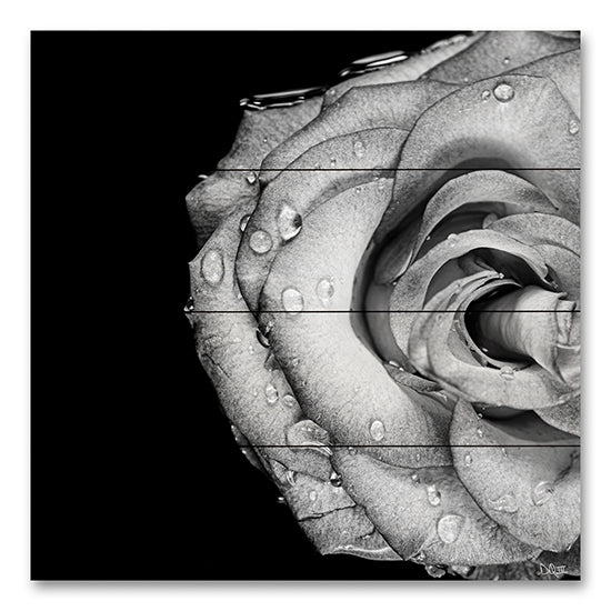 Donnie Quillen DQ249PAL - DQ249PAL - Lost Love - 12x12 Photography, Rose, Flower, Black & White from Penny Lane