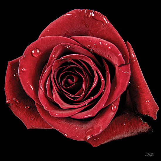 Donnie Quillen DQ250 - DQ250 - Broken Heart Rose - 12x12 Photography, Rose, Flowers, Red Rose from Penny Lane