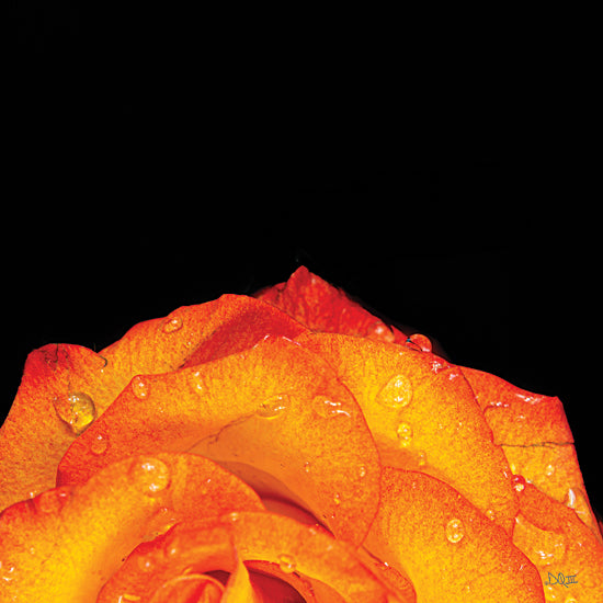 Donnie Quillen DQ252 - DQ252 - Orange Petals - 12x12 Photography, Rose, Flowers, Orange Rose from Penny Lane