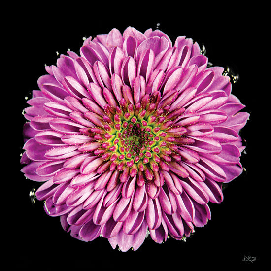 Donnie Quillen DQ253 - DQ253 - Purple Gradient - 12x12 Photography, Gradient, Flowers, Purple Gradient from Penny Lane