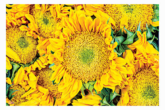 Donnie Quillen DQ258 - DQ258 - Fall Feels I - 18x12 Photography, Flowers, Sunflowers, Yellow Sunflowers, Fall, Autumn from Penny Lane