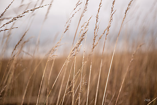 Donnie Quillen DQ262 - DQ262 - Field in the Fall I    - 18x12 Photography, Field, Wheat, Closeup, Landscape, Farm from Penny Lane