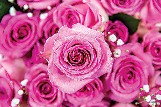 Donnie Quillen DQ279 - DQ279 - Fuchsia Roses - 18x12 Fuchsia Roses, Roses, Flowers, Photography, Summer from Penny Lane