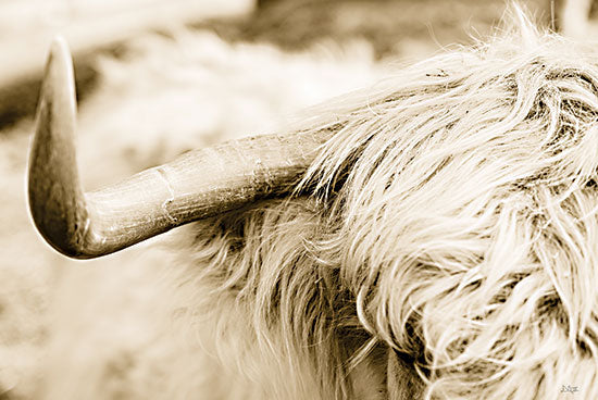 Donnie Quillen DQ288 - DQ288 - Highland Horn I - 18x12 Photography, Cow, Highland Cow, Sepia, Animals from Penny Lane