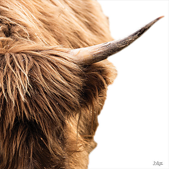 Donnie Quillen DQ289 - DQ289 - Highland Horn II - 12x12 Photography, Cow, Highland Cow, Farm Animal, Cow Horns from Penny Lane