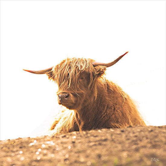 Donnie Quillen DQ291 - DQ291 - Resting Spot I - 12x12 Cow, Highland Cow, Farm Animal, Photography, Portrait from Penny Lane