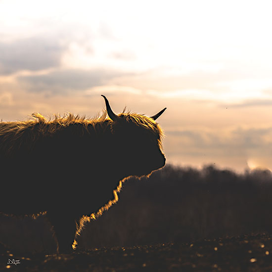 Donnie Quillen DQ295 - DQ295 - Sunset Watch - 12x12 Photography, Cow, Highland Cow, Sunset, Nature from Penny Lane