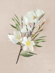 FEN283 - Spring Magnolias - 12x16