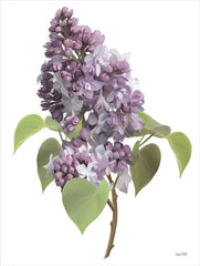 FEN324 - Lilac Stem - 12x16