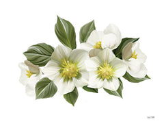 FEN751 - White Wildflowers - 16x12