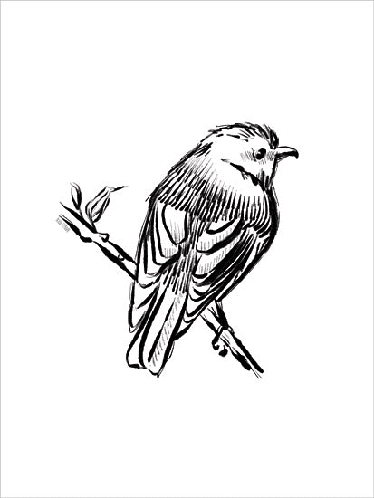 House Fenway FEN848 - FEN848 - Songbird Sketch I - 12x16 Bird, Sketch, Drawing Print, Black & White, Nature from Penny Lane