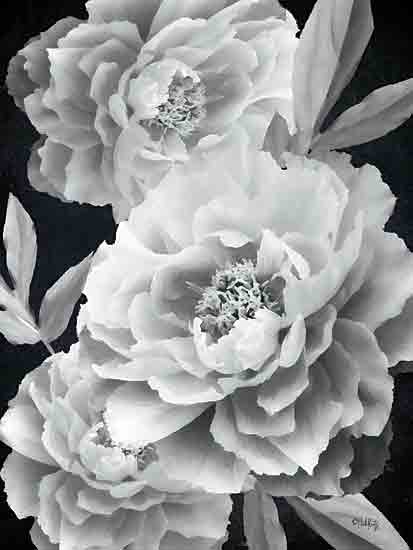 Heidi Kuntz HK178 - HK178 - Black and White Peonies - 12x16 Black and White Peonies, Flowers, Peonies, Black & White, White Flowers, Botanical from Penny Lane