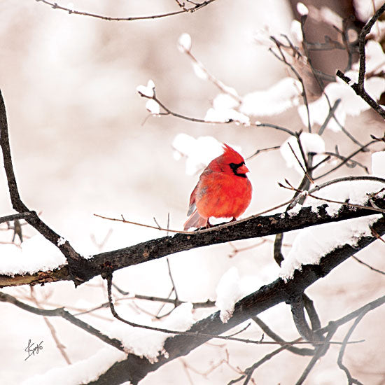 Justin Spivey JDS185 - Cardinal I  - Cardinal, Snow, Branch, Tree from Penny Lane Publishing