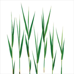 JGS530LIC - Grass Blades - 0