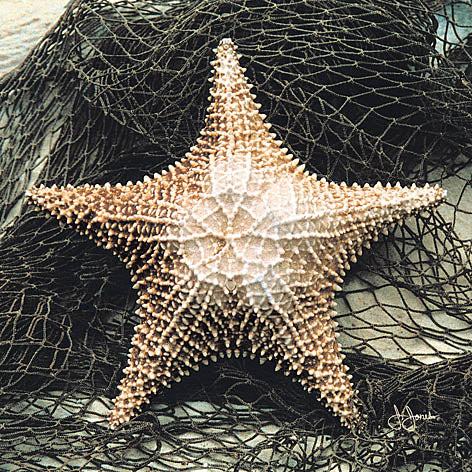 John Jones JJAR199 - Starfish in Net - Shell, Starfish from Penny Lane Publishing