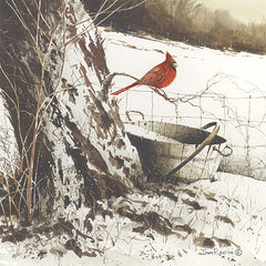 JR138 - Country Cardinal - 12x12