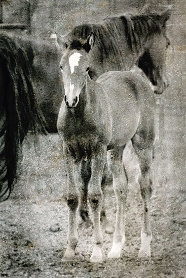Kamdon Kreations KAM824 - KAM824 - Focus on Me - 12x18 Horses, Mare, Foal, Photography, Black & White, Mother and Child from Penny Lane