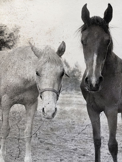 Kamdon Kreations KAM827 - KAM827 - Mr. Ed and Neeeeeighbor - 12x16 Horses, Photography, White Horse, Black Horse, Farm, Black & White from Penny Lane