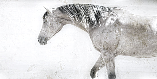 Kari Brooks  KARI169 - KARI169 - Harrison            - 18x9 Horse, Sideview, Gray Horse, White Background from Penny Lane