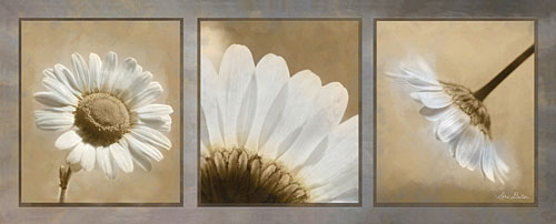 Lori Deiter LD1101 - Daisy Trio - Daisy, Collage, Flowers, Sepia from Penny Lane Publishing