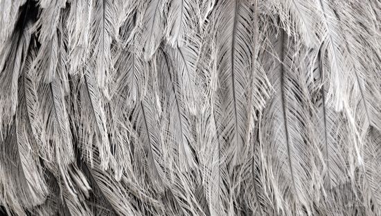 Lori Deiter LD1165 - Silver Feathers - 18x9 Feathers, Silver, Black & White, Photography from Penny Lane