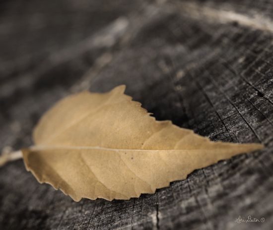 Lori Deiter LD1167 - Natural Gold Leaf - 16x12 Leaf, Gold Leaf, Photography, Tree Stump from Penny Lane