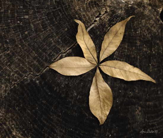 Lori Deiter LD1168 - Natural Buckeye Leaf - 16x12 Leaf, Gold Leaf, Photography, Tree Stump, Buckeye Leaf from Penny Lane