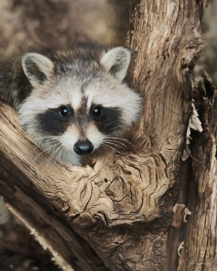 Lori Deiter LD1534 - LD1534 - Tree Sitter - 12x16 Photography, Raccoon, Tree from Penny Lane