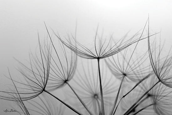 Lori Deiter LD1674 - LD1674 - Love is a Delicate Flower  - 18x12 Photography, Black & White, Flower, Stems from Penny Lane