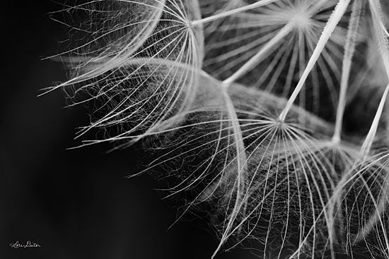 Lori Deiter LD1675 - LD1675 - Delicate Beauty   - 18x12 Photography, Black & White, Flower, Stems from Penny Lane