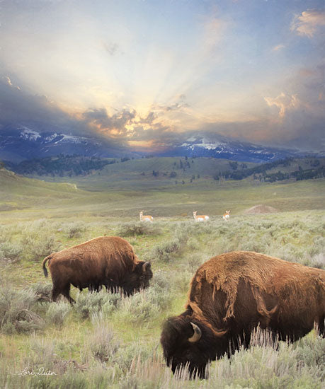 Lori Deiter LD1846 - LD1846 - Great American West        - 12x16 Buffalo, Range, West, Landscape, Photography from Penny Lane