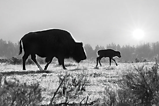 Lori Deiter LD1968 - LD1968 - Lamar Valley Migration    - 18x12 Bison, Buffalo, Calf, Mother and Baby, Black & White, Photography from Penny Lane