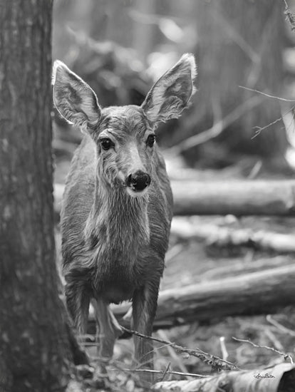 Lori Deiter LD1969 - LD1969 - Rocky Mountains Deer    - 12x16 Deer, Portrait, Black & White, Wildlife, Photography from Penny Lane