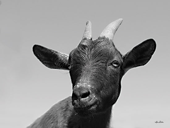 Lori Deiter LD1971 - LD1971 - Lake Tobias Goat I    - 16x12 Goat, Portrait, Black & White, Farm Animal, Photography from Penny Lane