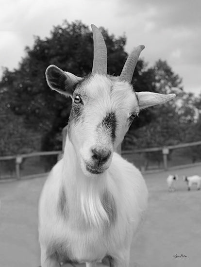 Lori Deiter LD1972 - LD1972 - Lake Tobias Goat II     - 12x16 Goat, Portrait, Black & White, Farm Animal, Photography from Penny Lane