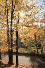 LD1980 - Autumn Light at Letchworth   - 12x18